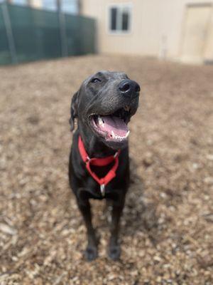 My pup having fun at Kamp K9