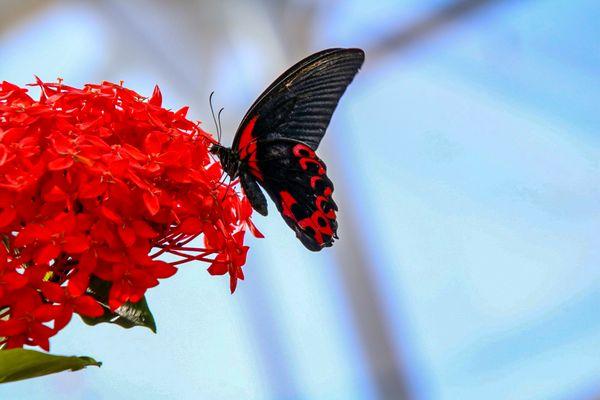 The Christina Reiman Butterfly Wing is home to 800 butterflies.