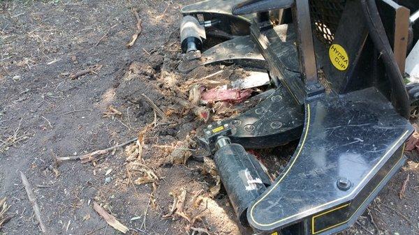 Clear Land shearing a stump below ground with a tree shear skid steer attachment.