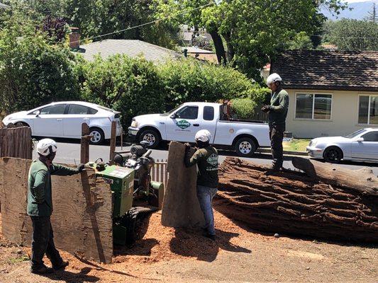 Stump grinding and making sure the mulch doesn't spray everywhere.