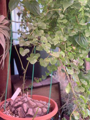 XXXL elephant foot yam dioscorea elephantipes