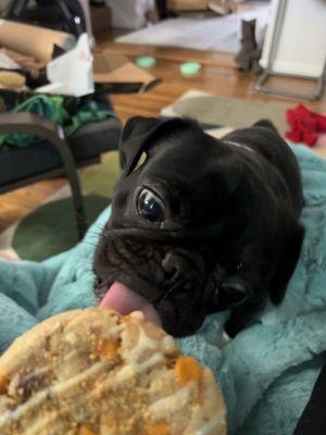 Magic Cookie- so sweet and yummy! This one is Tokka the pug lick approved - she would have eaten the entire thing if she could.