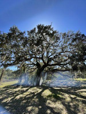 Beautiful tree