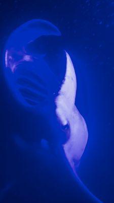 Manta Ray feeding