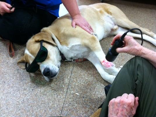 Ben getting cold laser therapy!