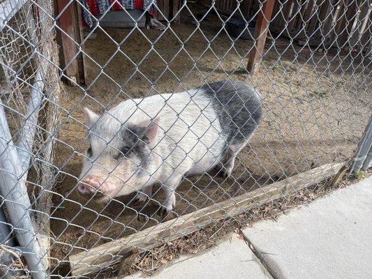 Piglet, sometimes they let the piggy run in the playground. All the animals are kid friendly