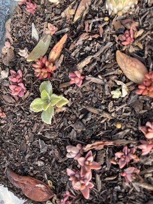 Home Propagation efforts are helped by Nursery advice. Thanks! Succulent leaves, cuttings, & pups.