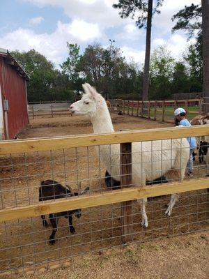 Visitors are allowed within the fence with the animals. Feed is an additional fee (I think .50).