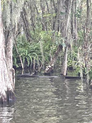 Can you spot the alligator?