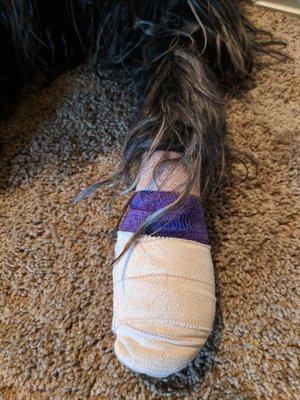 Wrapped our dog's paw in Rockies' colors an hour before the great Wild Card win!!!