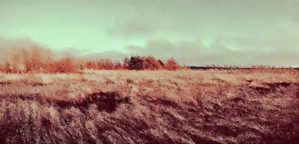 Scarborough marsh. Go rent a canoe. It's a beautiful place.