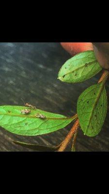 Azalea Lace Bug on host