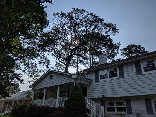 Before - dying oak dropping stuff on houses.