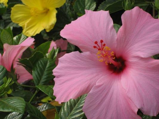 Hibiscus