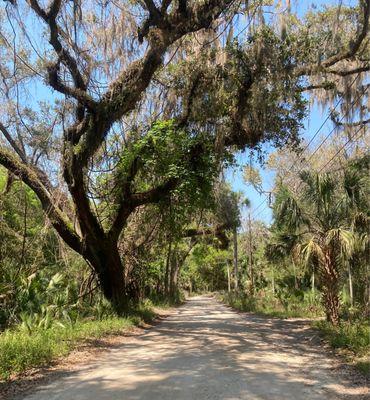 Kingsley Plantation -- roads turn rough and it's a long shot of just woods before you arrive