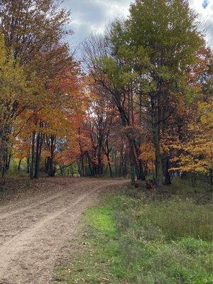 Some trees with leaves that are changing color.