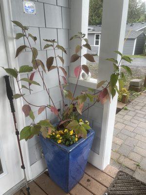 Lovely winter color for my pots from nursery!