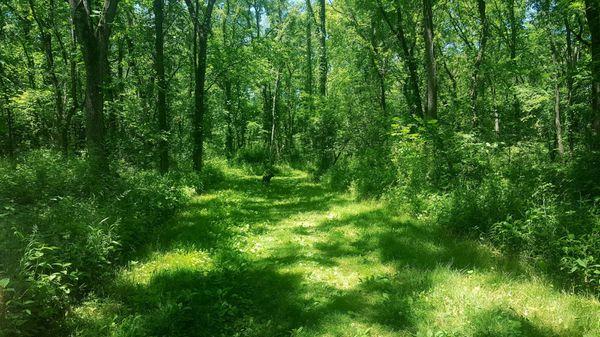 View of the grass-covered path.