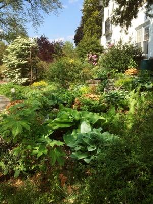 A shade garden.