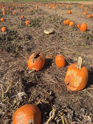 A lot of dead pumpkins when we arrived