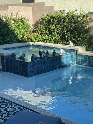 After trying to combat our pigeon problem on our own and regulate chemicals our pool turned green within a matter of days