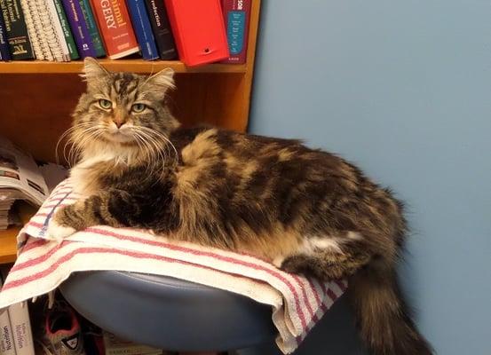 Meet Charlie, our clinic cat!