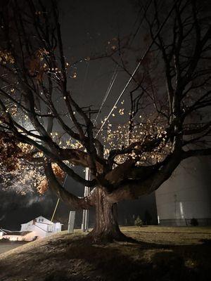 The gorgeous tree at the cemetery.