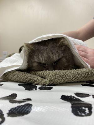 My stray cat bundled up in towels as to not scratch the vets and to be able to handle her gently