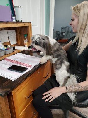 Shih tzu helping Allison take appointments.