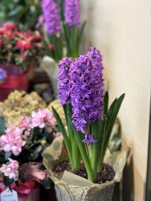 Pretty spring flowers!