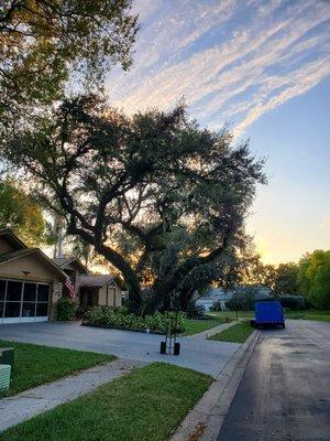 This is a grandaddy live oak that I elevated and cleaned out the interior.