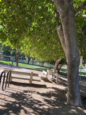 Two large fig trees providing shade for the area under benches