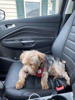 Munchkin post hair cut in the little bandana the groomer gave him