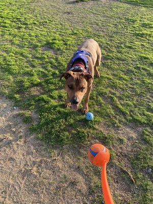 Jasper at the park, loving life and his ball: