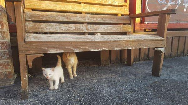 Momma and her kitties made a home under the patio!