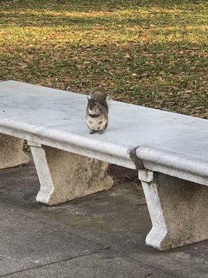 Squirrel enjoying a little snack.