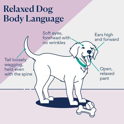 Do you know your dog's body language?  So often our dog is working to communicate their needs/stress/happiness/wish to engage without our un