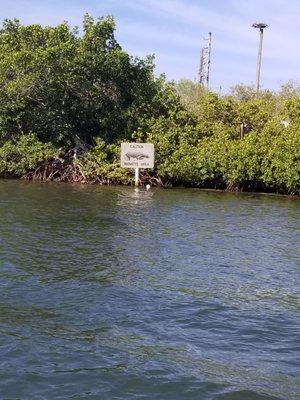 We learned how the mangroves are valuable to this area.