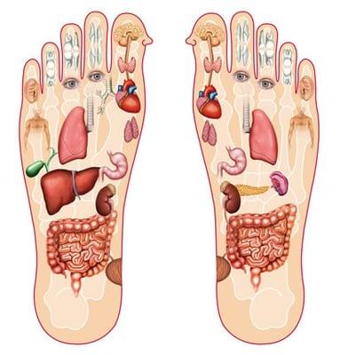 reflexology chart