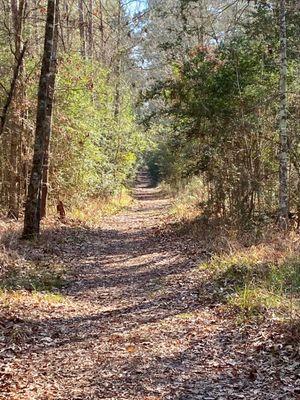 Beginning of Trinity Trace Trail