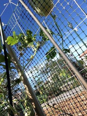 Tomatoes on the vine