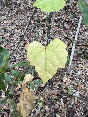 Lovely heart plant in Gainesville park!