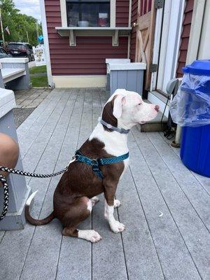 The cutest little pup enjoying the Tubby's patio