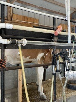 Cow milking demonstration