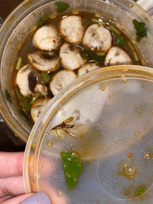 Poh tak soup had a bug on the lid