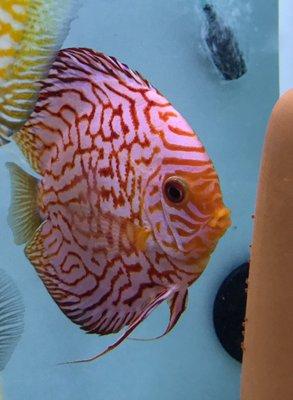 Breeding Pairs of Discus