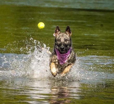 German shepherd chasing ball