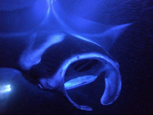 Manta Ray