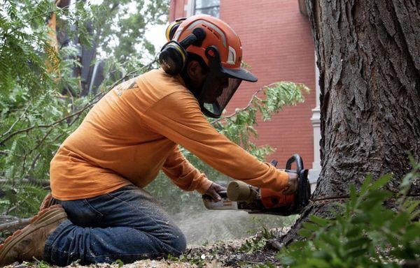 Cincinnati Tree Removal Services