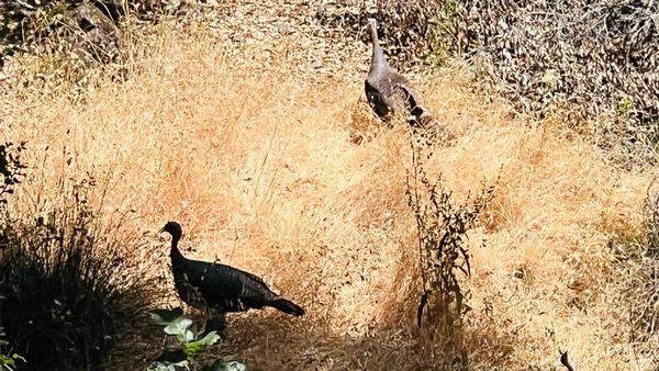 Wild turkeys in the park